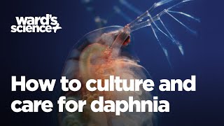 Caring and Culturing for Daphnia [upl. by Massie]