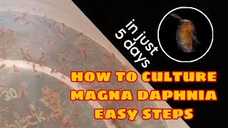 How to Culture Magna Daphnia Easily [upl. by Hana748]