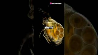 How to culture Daphnia for your Aquarium [upl. by Teagan]