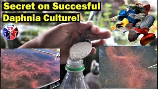 How to Culture Daphnia Successfully [upl. by Lourie]