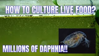 How to Culture Daphnia Secret Method to Breed MILLIONS  Simply Aquatic [upl. by Freeland]