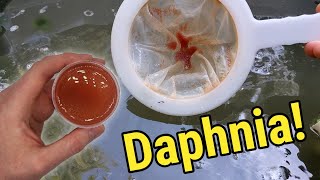 How I Culture Daphnia In Outdoor Tubs [upl. by Ecirtael]