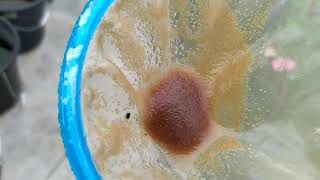 How to culture daphnia moina in a small container Part 1 English Subtitle [upl. by Annohsat]