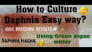 Daphnia MagnaHow to Culture Daphnia Easy wayCulturing Daphnia using Green water Daphnia [upl. by Ebanreb]