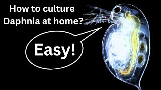 BEST Live Fish Food Beginner guide How to Culture Daphnia at home [upl. by Dewar973]