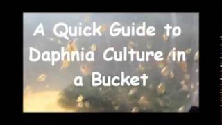 How to culture daphnia outside [upl. by Lipscomb]