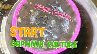 How to culture daphnia moina the easy way 1  Starting the Daphnia culture [upl. by Adnerak]