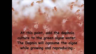 Daphnia  How to grow daphnia in your home [upl. by Giffard]