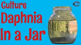 How to Culture Daphnia in a Jar [upl. by Tsenrae]