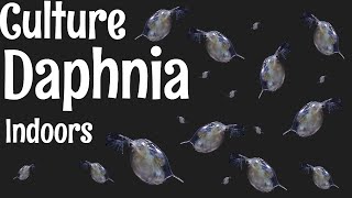 How to Culture Daphnia [upl. by Tnilc187]