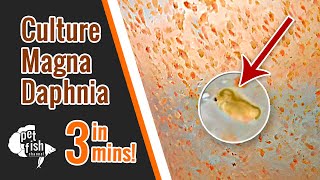 How to culture DAPHNIA MAGNA  The easy way [upl. by Nosreme443]