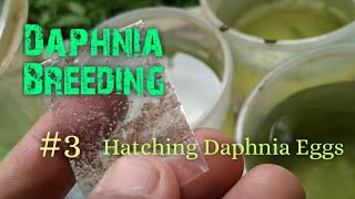 Daphnia Culture made simple and easy 3  Hatching Daphnia eggs [upl. by Esiuol]