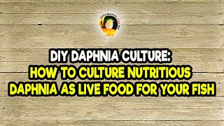 DIY Daphnia Culture How to Culture Nutritious Daphnia as Live Food for Your Fish [upl. by Ecart]