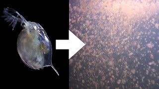 How I Culture Daphnia [upl. by Polk]