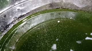 DAPHNIA MOINA CULTURE IN A SMALL BUCKET [upl. by Tjader]