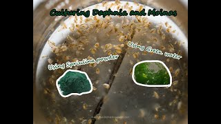 How To Culture Daphnia and Moinas using Green Water Spirulina powder [upl. by La265]