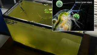 Raising Daphnia for the Freshwater Aquarium [upl. by Boudreaux365]