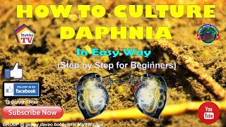 HOW TO CULTURE DAPHNIA In Easy Way [upl. by Aihcats]